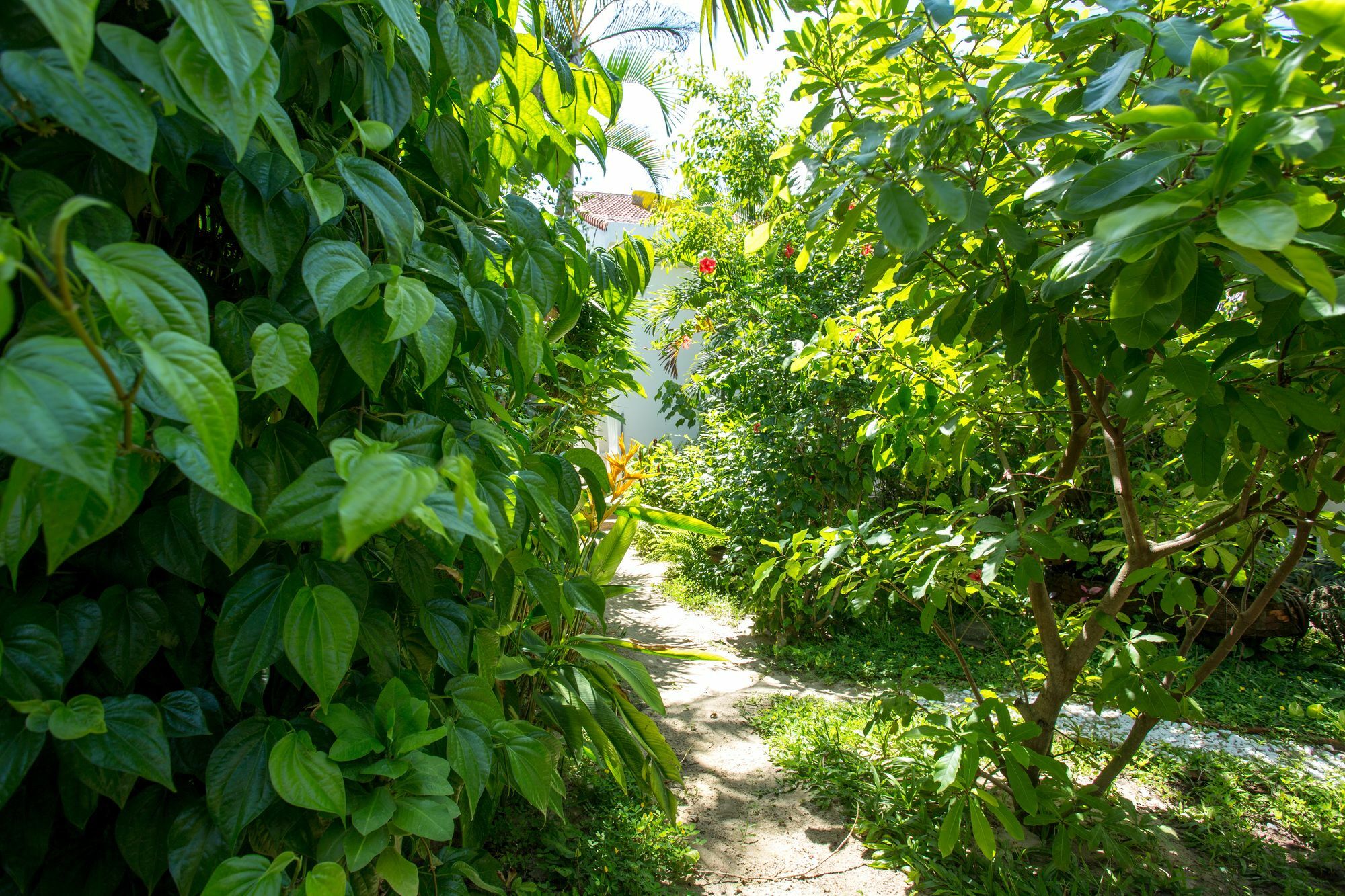 Red Flower Cottages Homestay Hoi An Luaran gambar